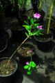 Rose amer = pervenche de madagascar. VINCA rosea. Madagascar. Apocynaceae. 0.3-0.4m